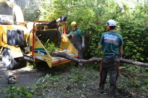 tree services Forsyth